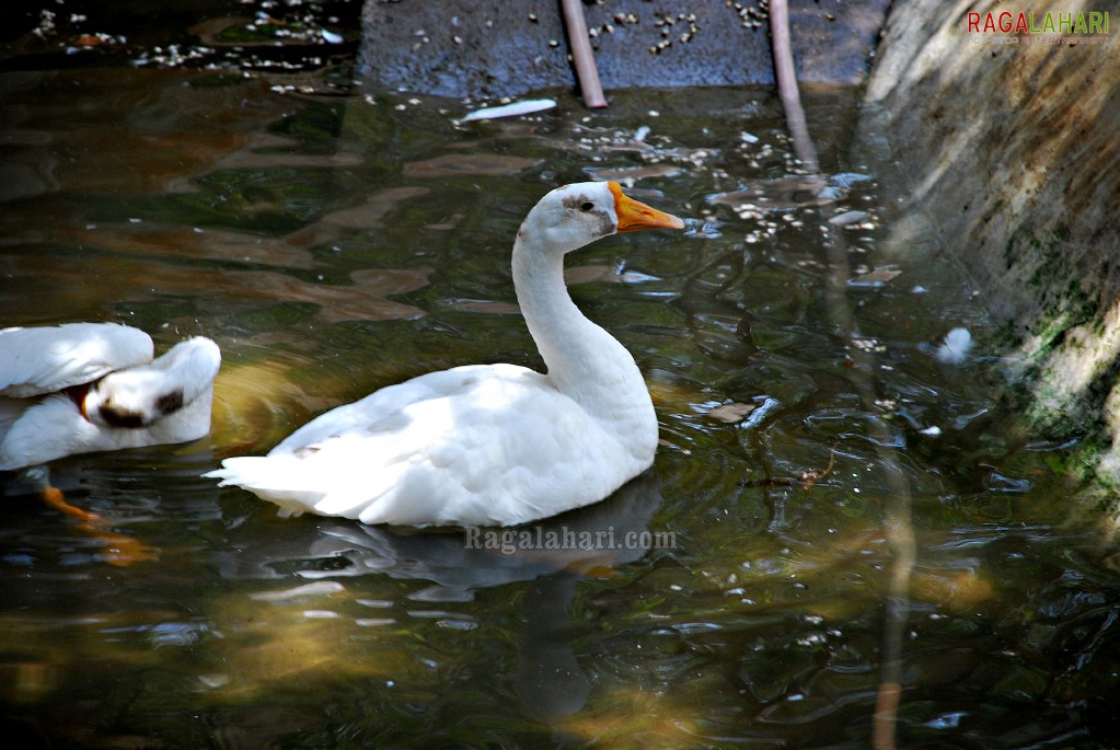 Bannerghatta National Park, Bangalore