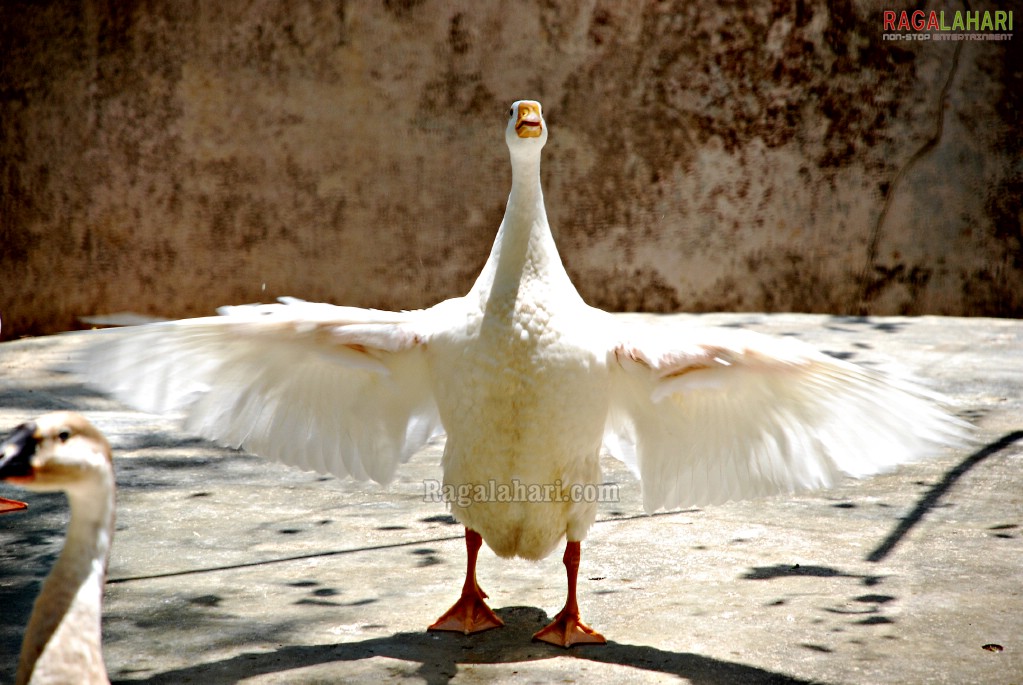 Bannerghatta National Park, Bangalore