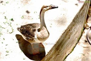 Bannerghatta National Park, Bangalore