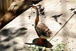 Bannerghatta National Park, Bangalore