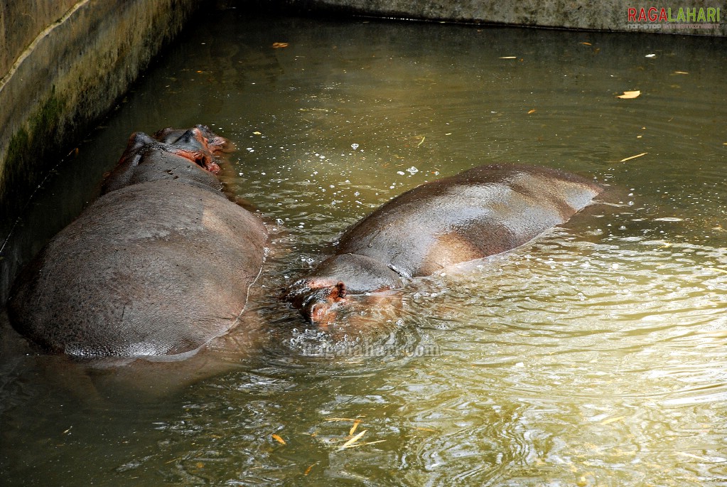 Bannerghatta National Park, Bangalore