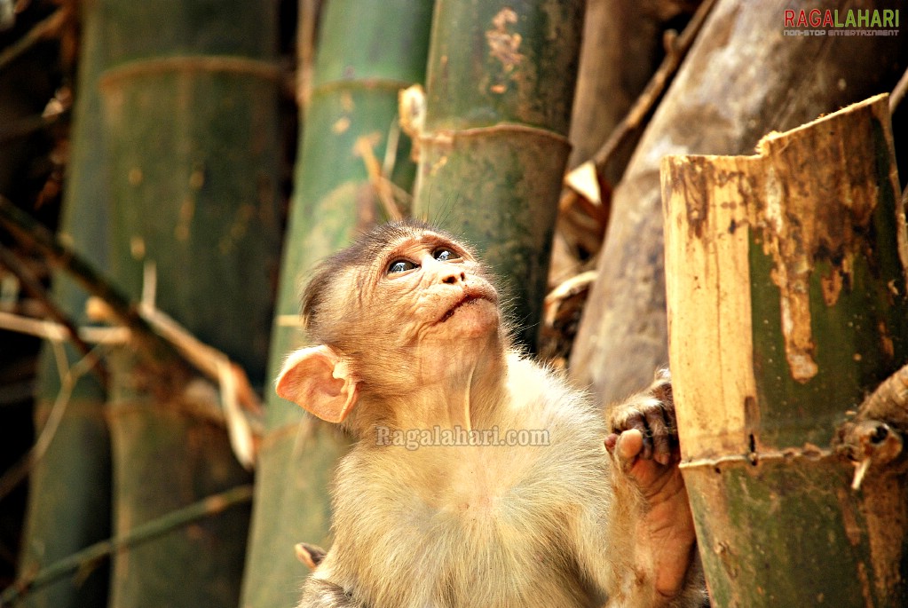 Bannerghatta National Park, Bangalore