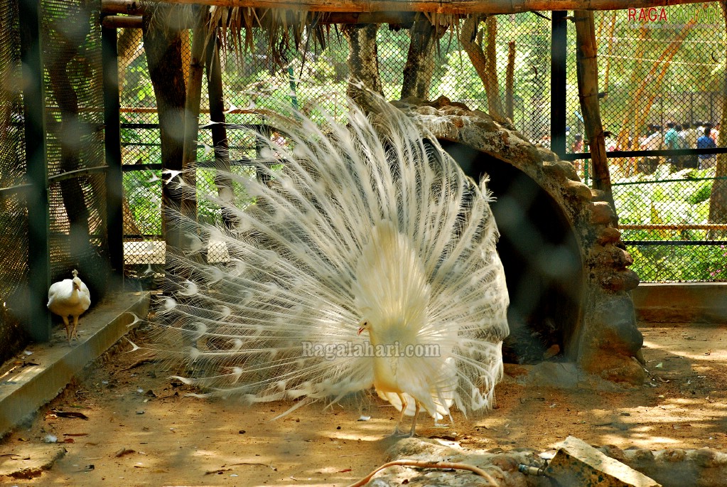 Bannerghatta National Park, Bangalore