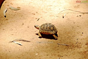 Bannerghatta National Park, Bangalore