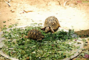 Bannerghatta National Park, Bangalore