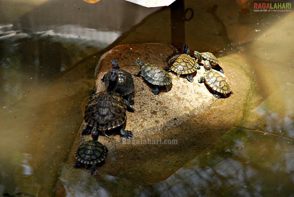 Bannerghatta National Park, Bangalore