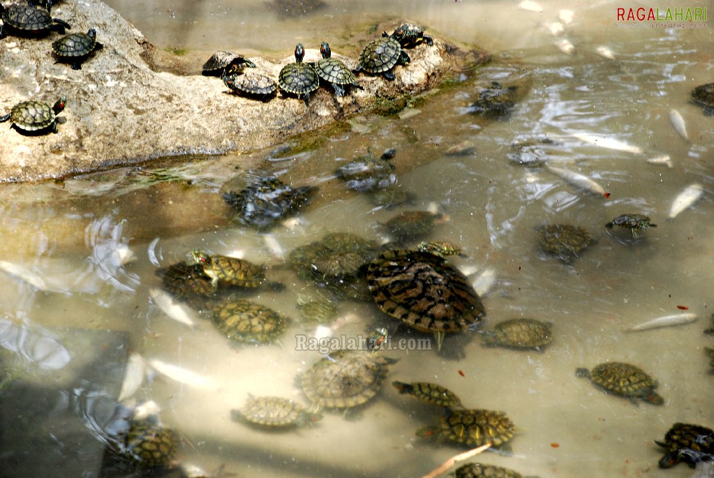 Bannerghatta National Park, Bangalore