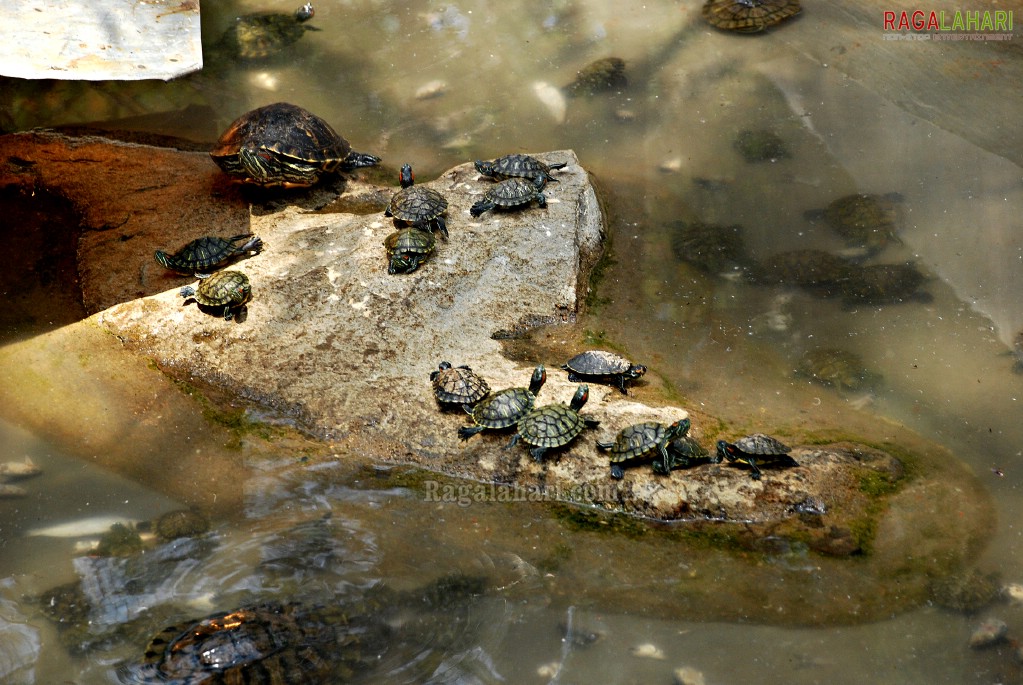 Bannerghatta National Park, Bangalore