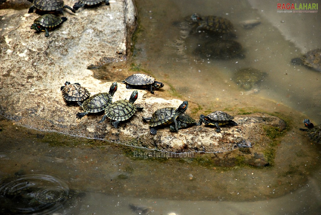 Bannerghatta National Park, Bangalore