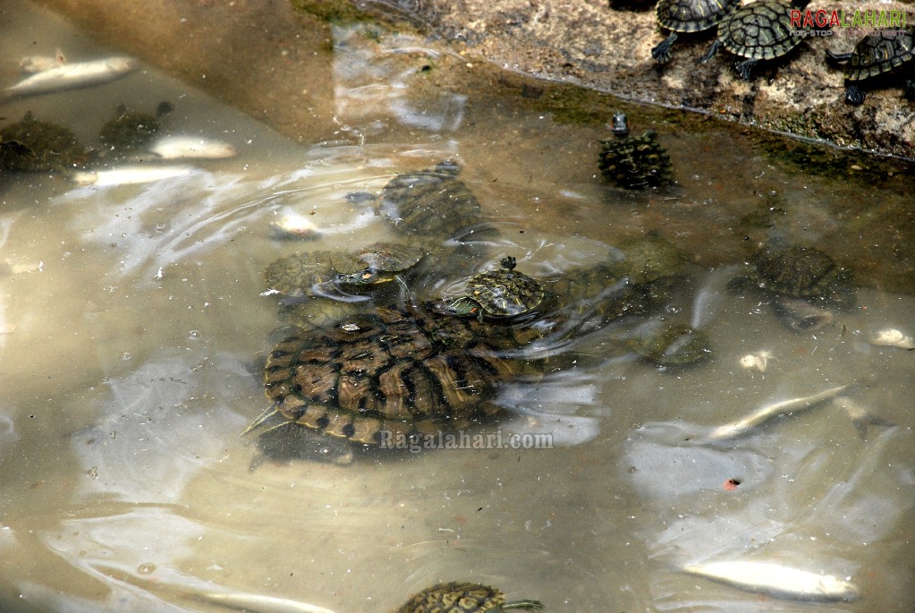 Bannerghatta National Park, Bangalore