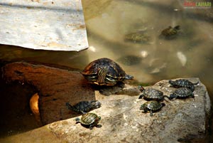 Bannerghatta National Park, Bangalore