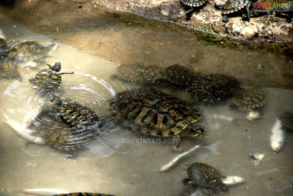 Bannerghatta National Park, Bangalore