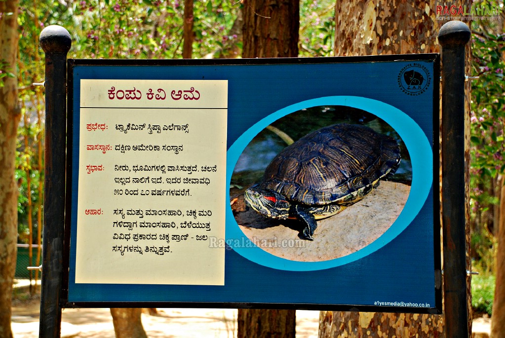 Bannerghatta National Park, Bangalore