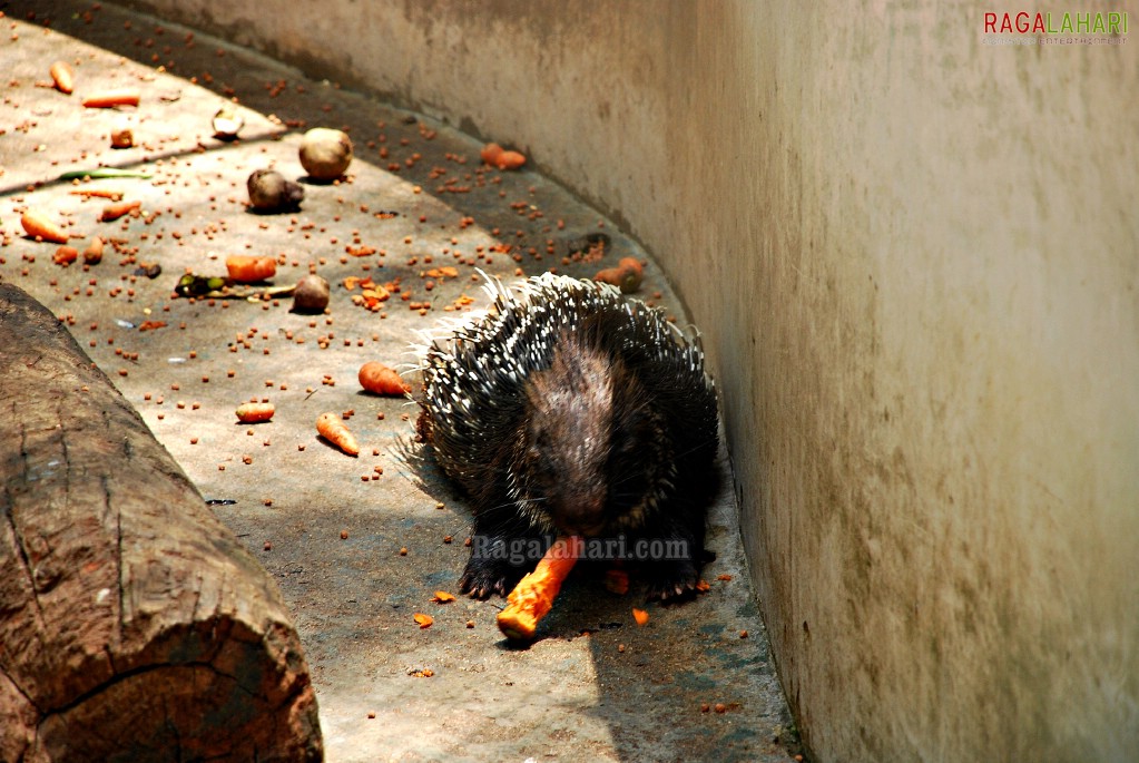 Bannerghatta National Park, Bangalore