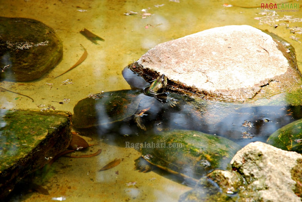 Bannerghatta National Park, Bangalore