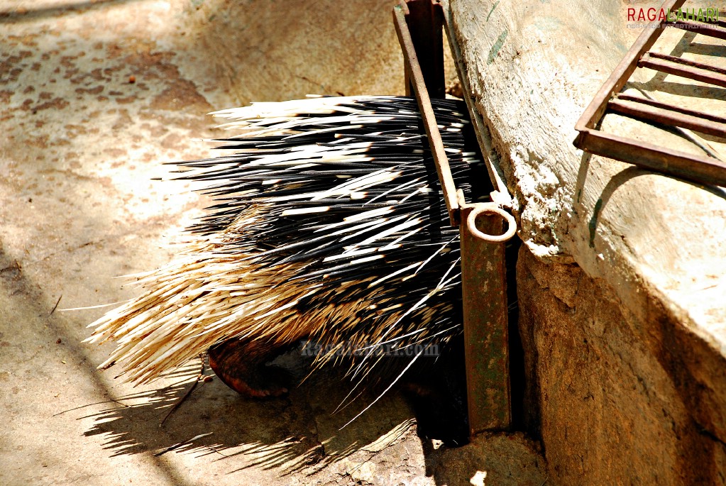 Bannerghatta National Park, Bangalore