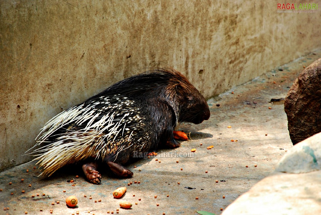 Bannerghatta National Park, Bangalore