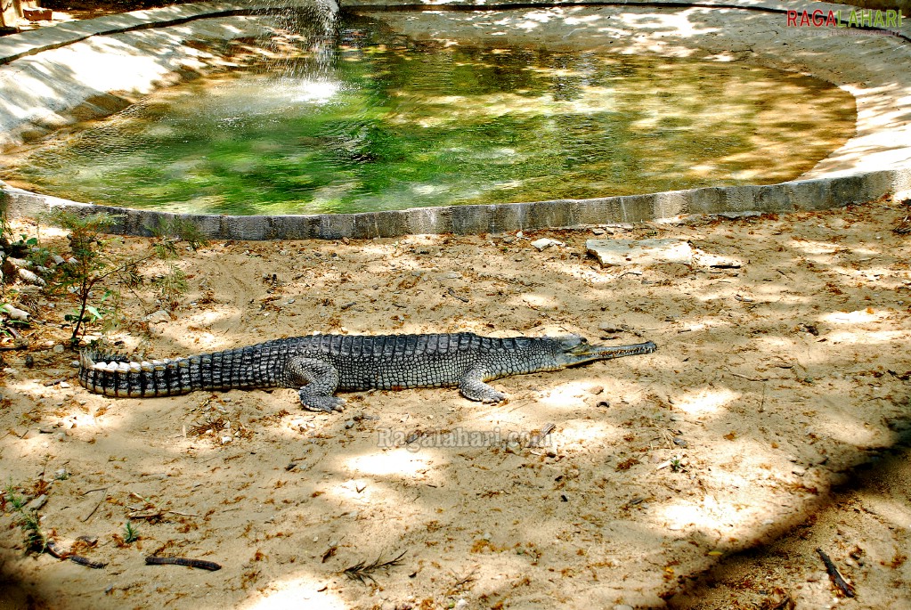 Bannerghatta National Park, Bangalore