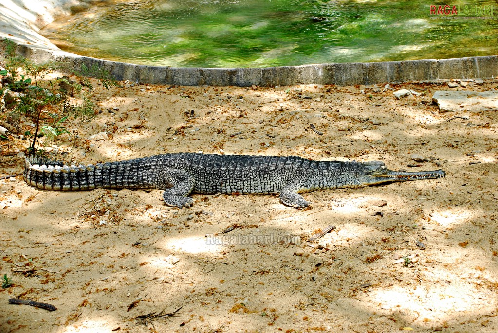 Bannerghatta National Park, Bangalore