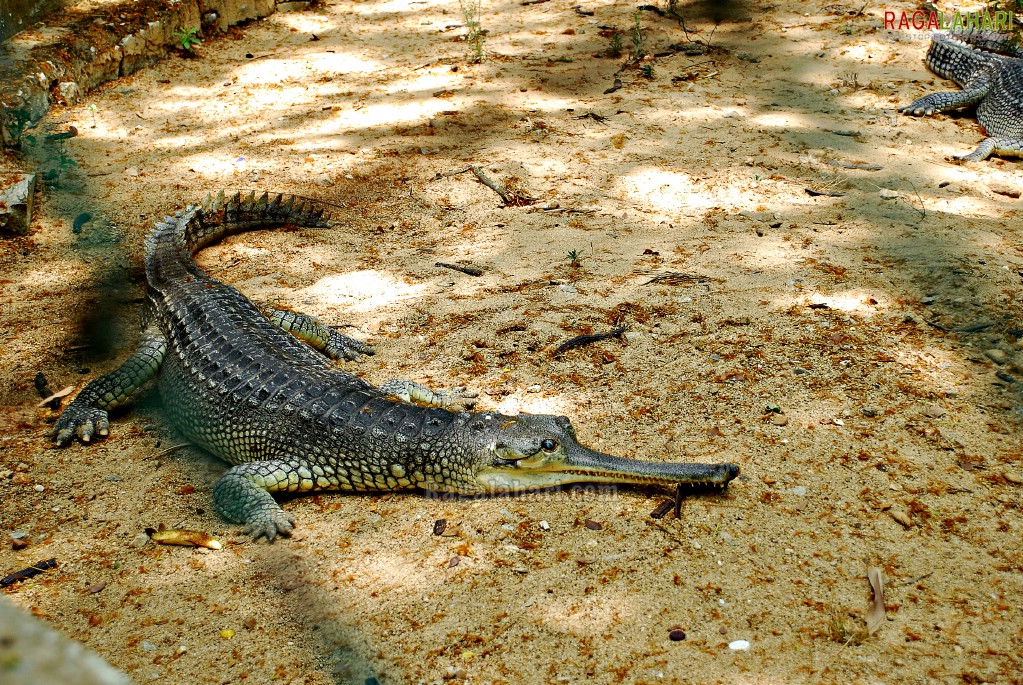 Bannerghatta National Park, Bangalore