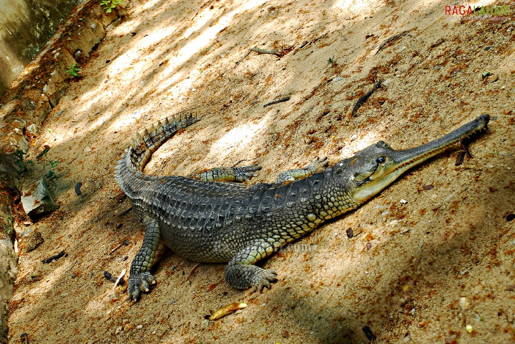 Bannerghatta National Park, Bangalore