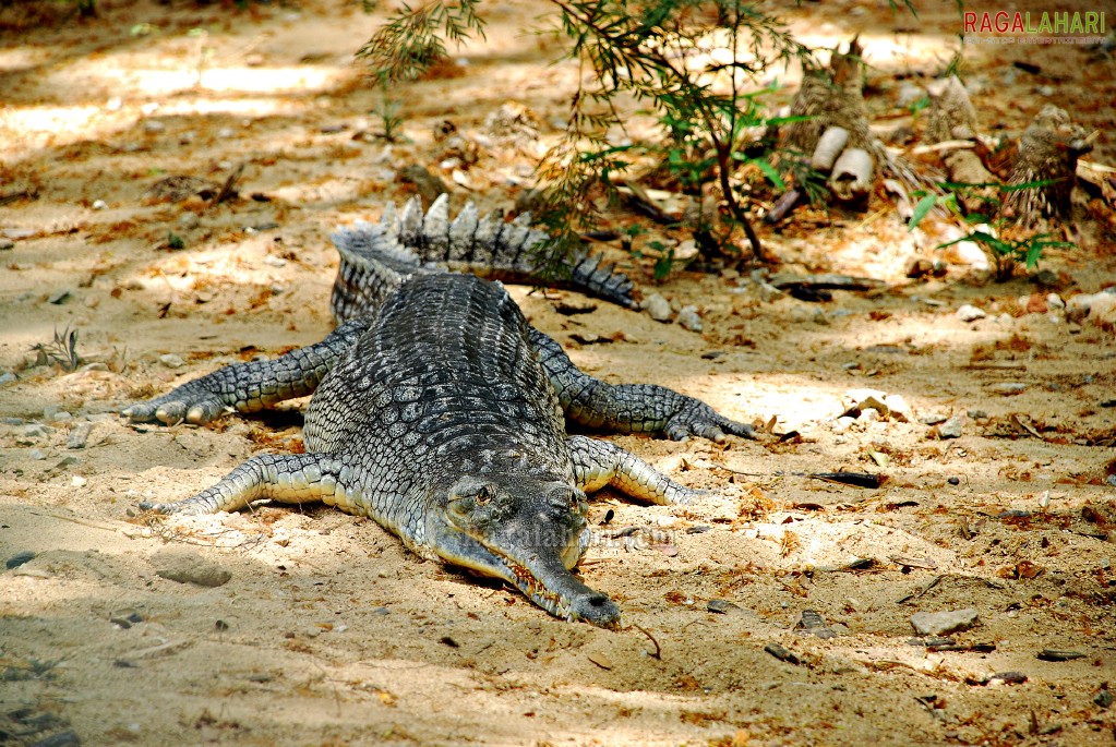 Bannerghatta National Park, Bangalore