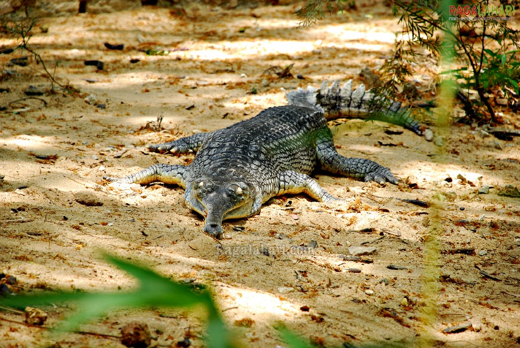 Bannerghatta National Park, Bangalore