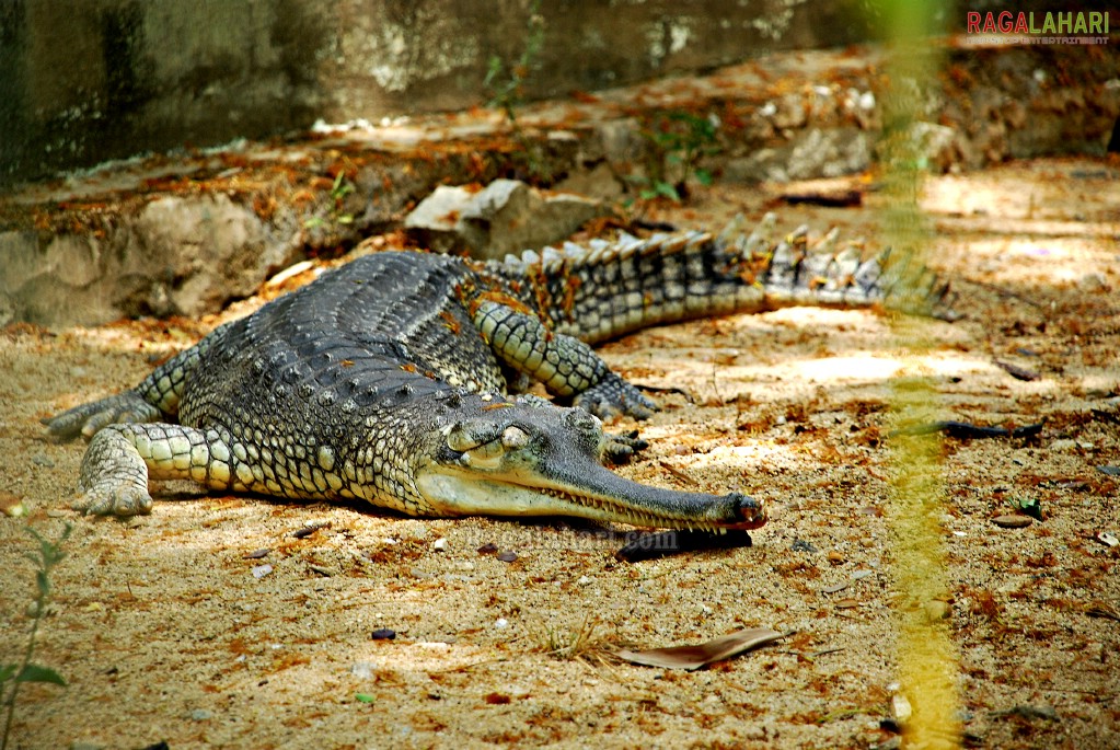 Bannerghatta National Park, Bangalore