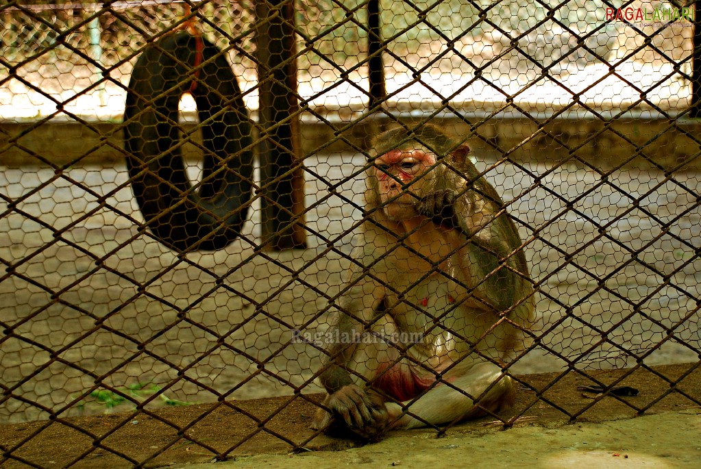 Bannerghatta National Park, Bangalore