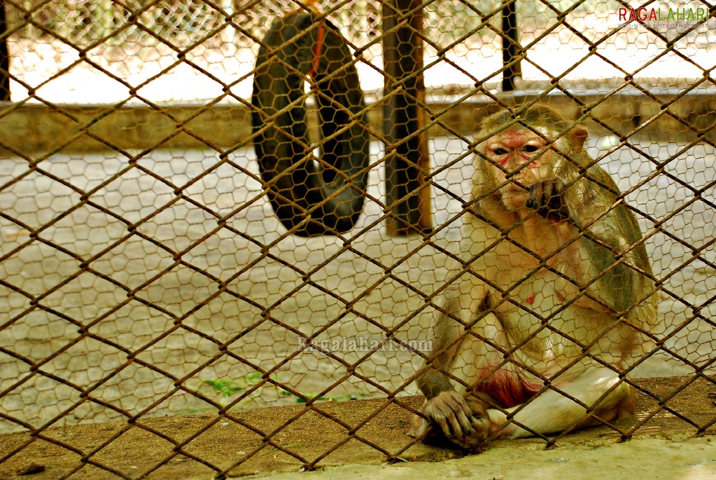 Bannerghatta National Park, Bangalore