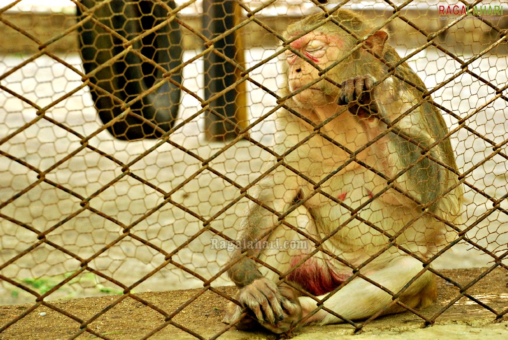 Bannerghatta National Park, Bangalore