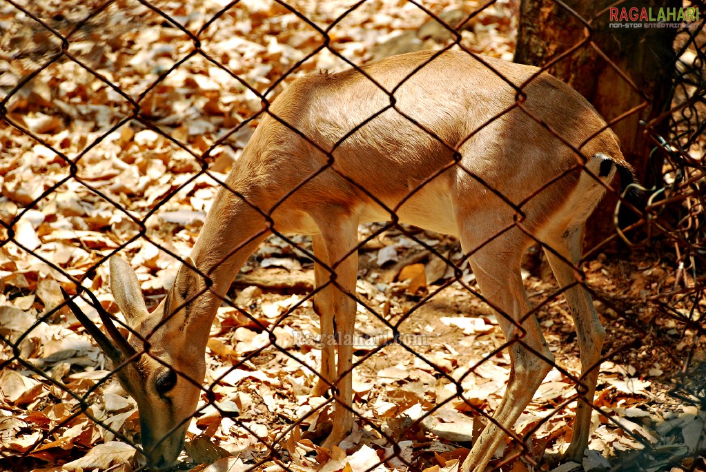 Bannerghatta National Park, Bangalore