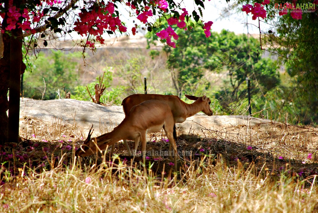 Bannerghatta National Park, Bangalore