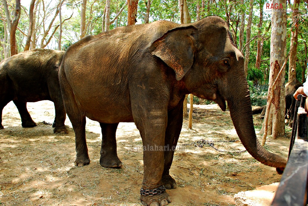 Bannerghatta National Park, Bangalore