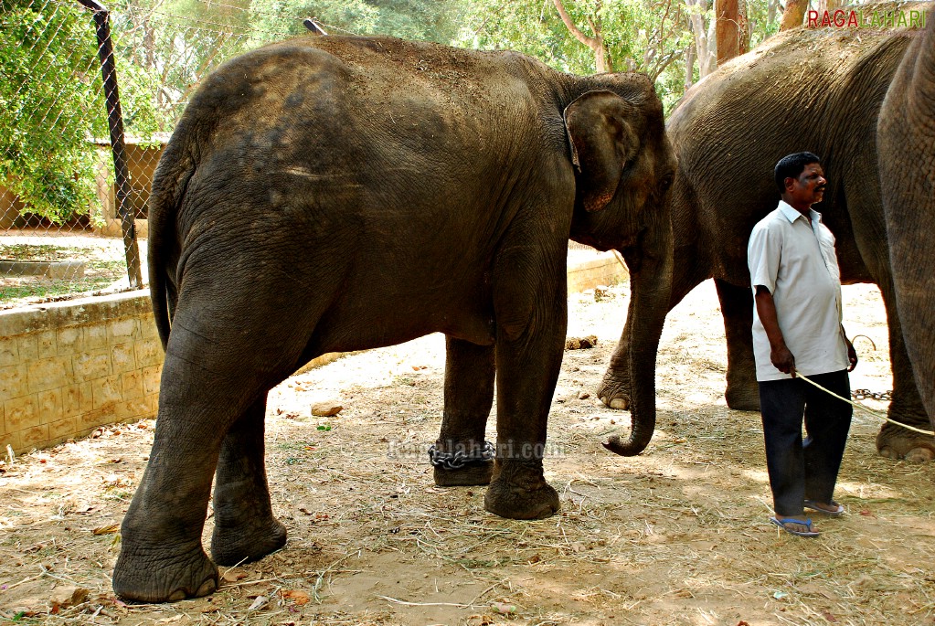 Bannerghatta National Park, Bangalore