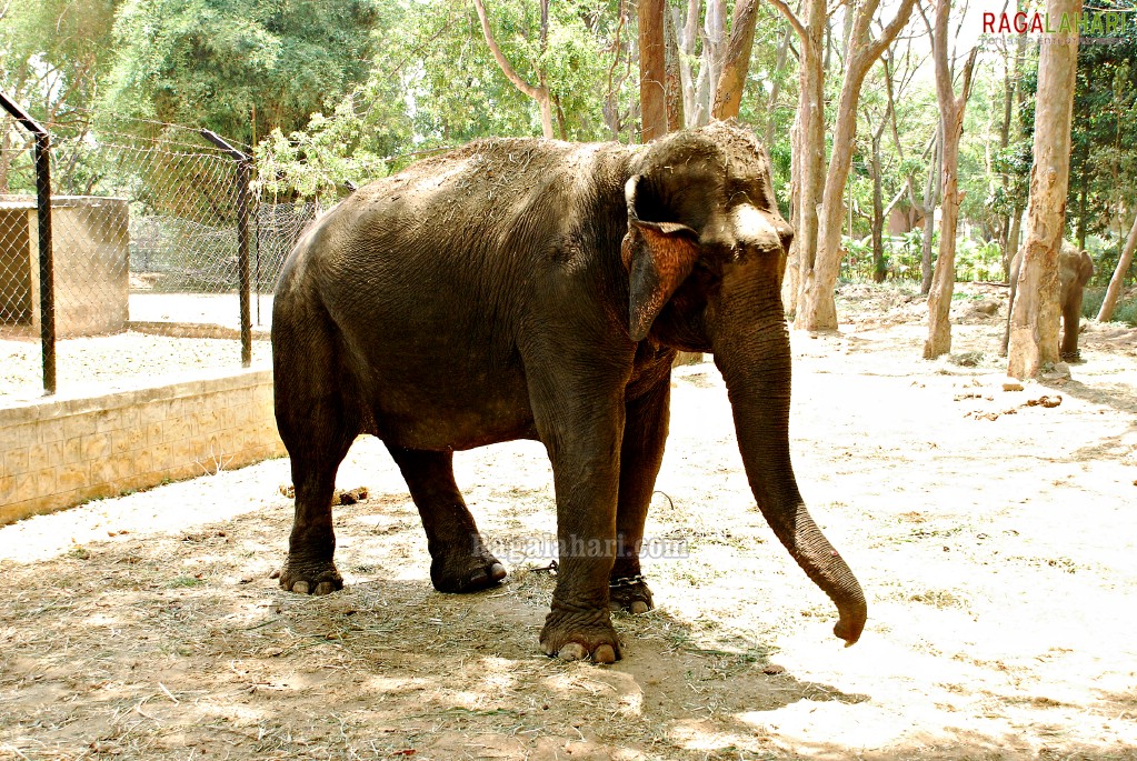 Bannerghatta National Park, Bangalore