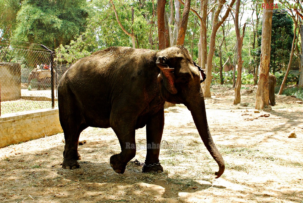 Bannerghatta National Park, Bangalore