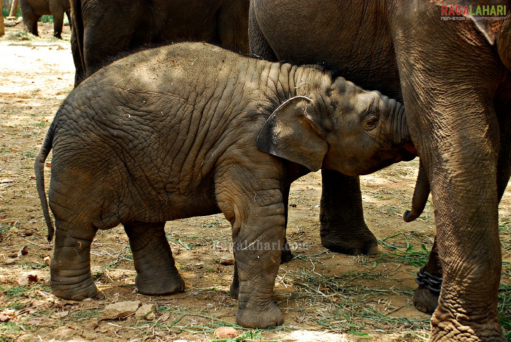 Bannerghatta National Park, Bangalore