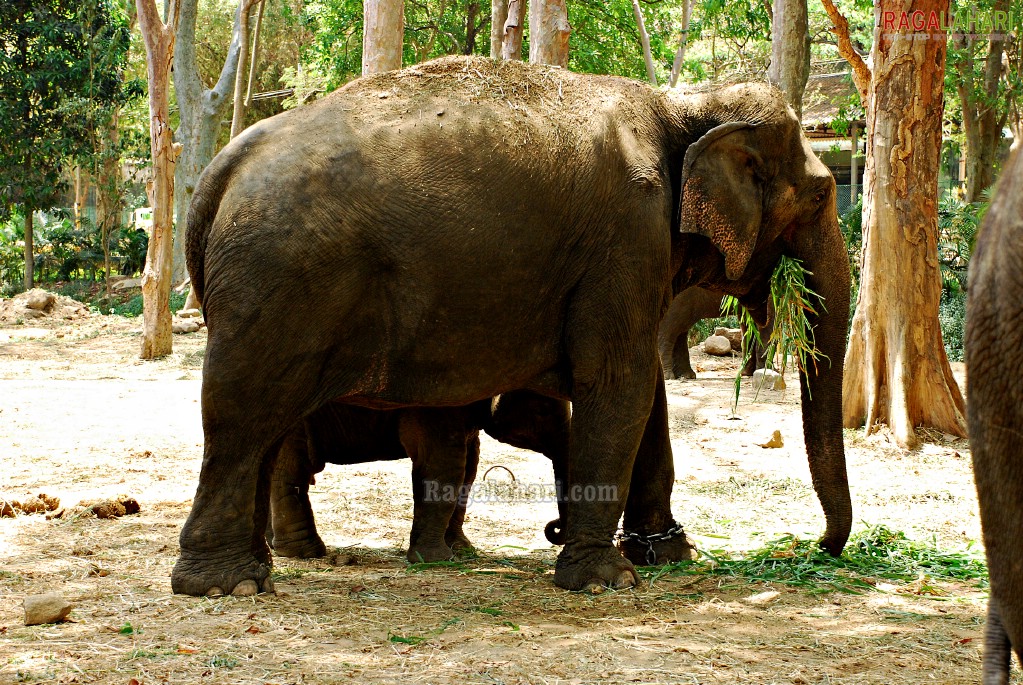 Bannerghatta National Park, Bangalore