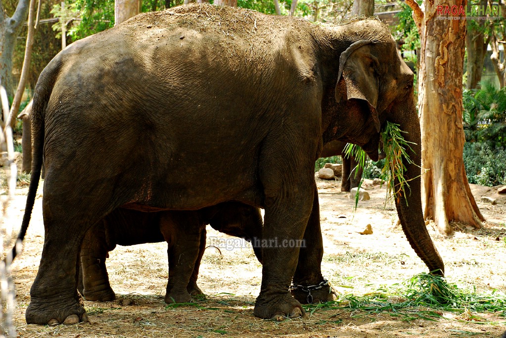 Bannerghatta National Park, Bangalore