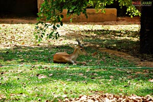 Bannerghatta National Park, Bangalore