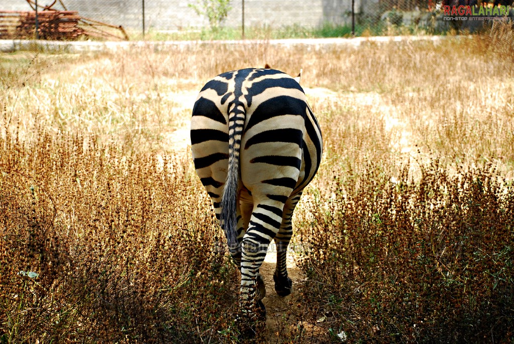 Bannerghatta National Park, Bangalore