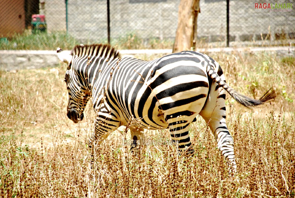 Bannerghatta National Park, Bangalore