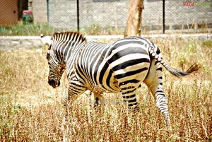 Bannerghatta National Park, Bangalore