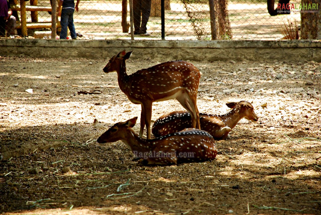 Bannerghatta National Park, Bangalore