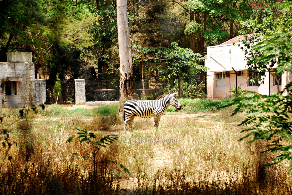 Bannerghatta National Park, Bangalore