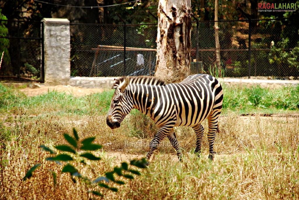 Bannerghatta National Park, Bangalore