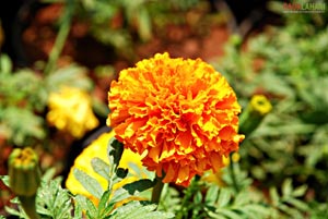 Lalbagh Botanical Garden, Bangalore