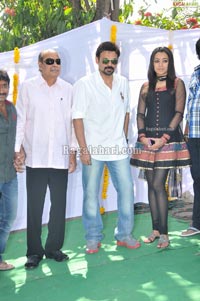 Venkatesh-Trisha Film Muhurat