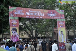 Lion Audio Release